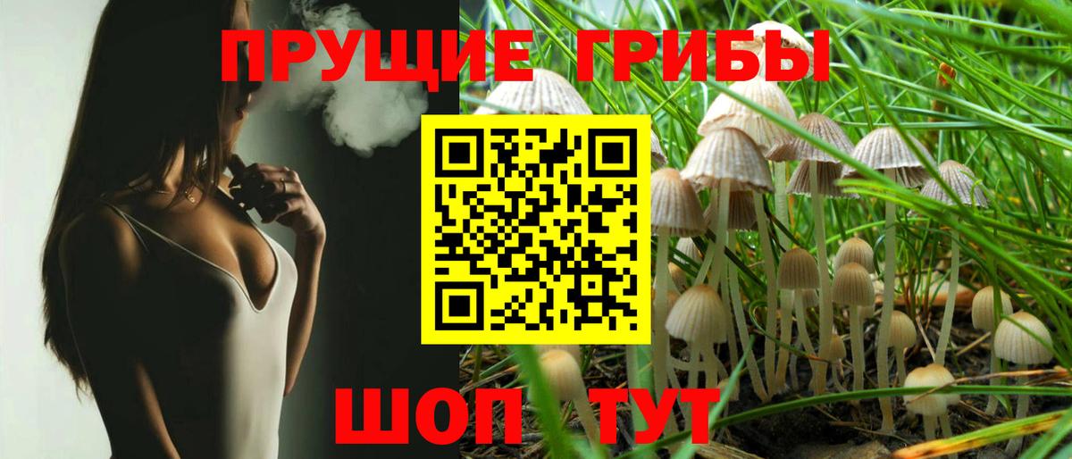 Сорочинск  Галлюциногенные грибы Psilocybine cubensis  Вход с VPN 
